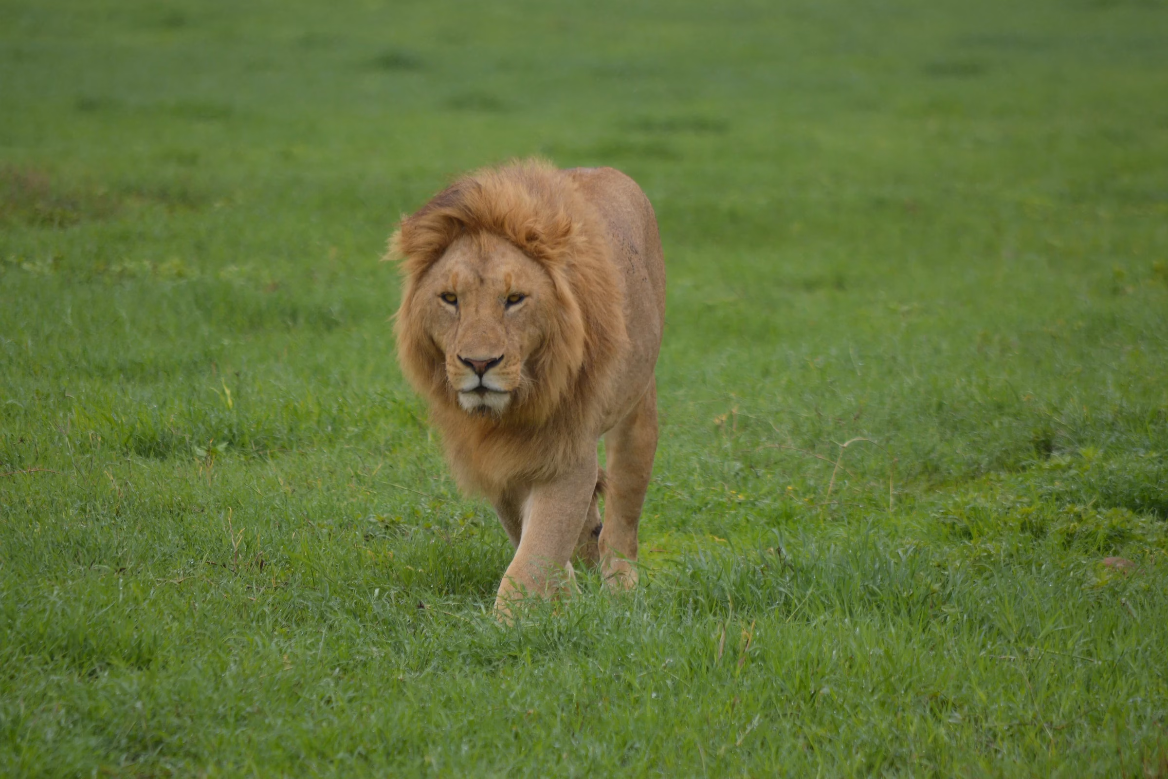 Male African lion walking through green grass, illustrating the big-cat habitats visitors see on Dubai Safari Park Season 8 safari tours