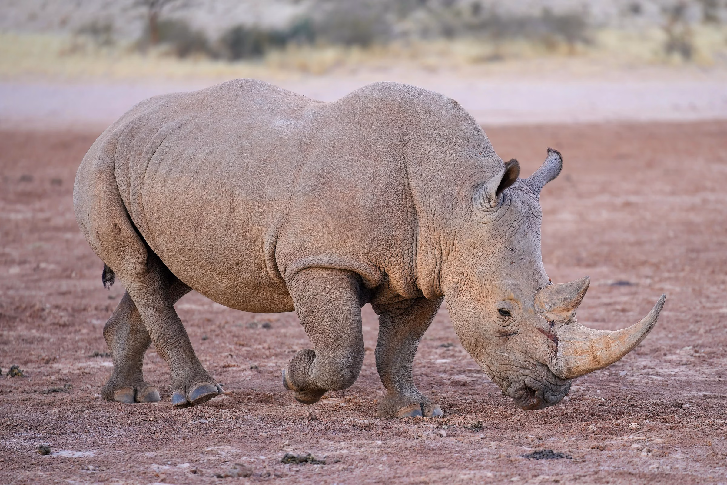 Southern white rhinoceros walking across dry red earth, the kind of open-range wildlife on the Explorer Safari at Dubai Safari Park Season 8