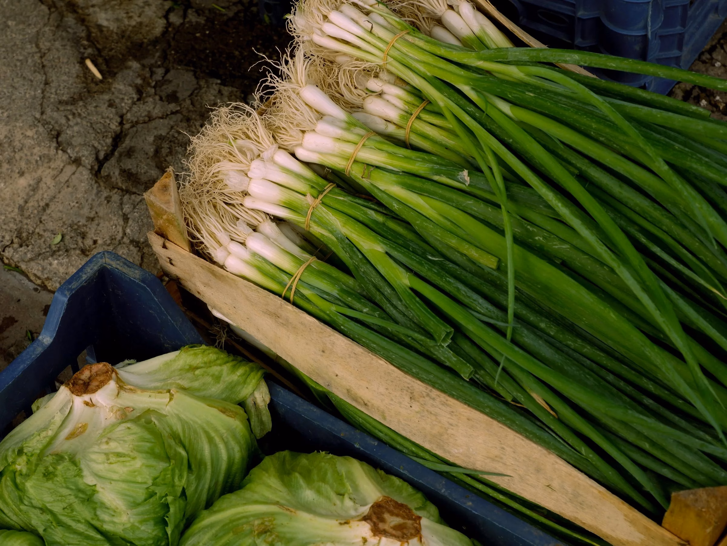 Crates of fresh spring onions and lettuce on a farmers’ market stall, similar to the local produce at the Ripe Market Dubai