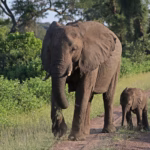 African bush elephant and calf walking a dirt track through green bushland, the kind of wildlife encounter Dubai Safari Park Season 8 highlights in its African Village